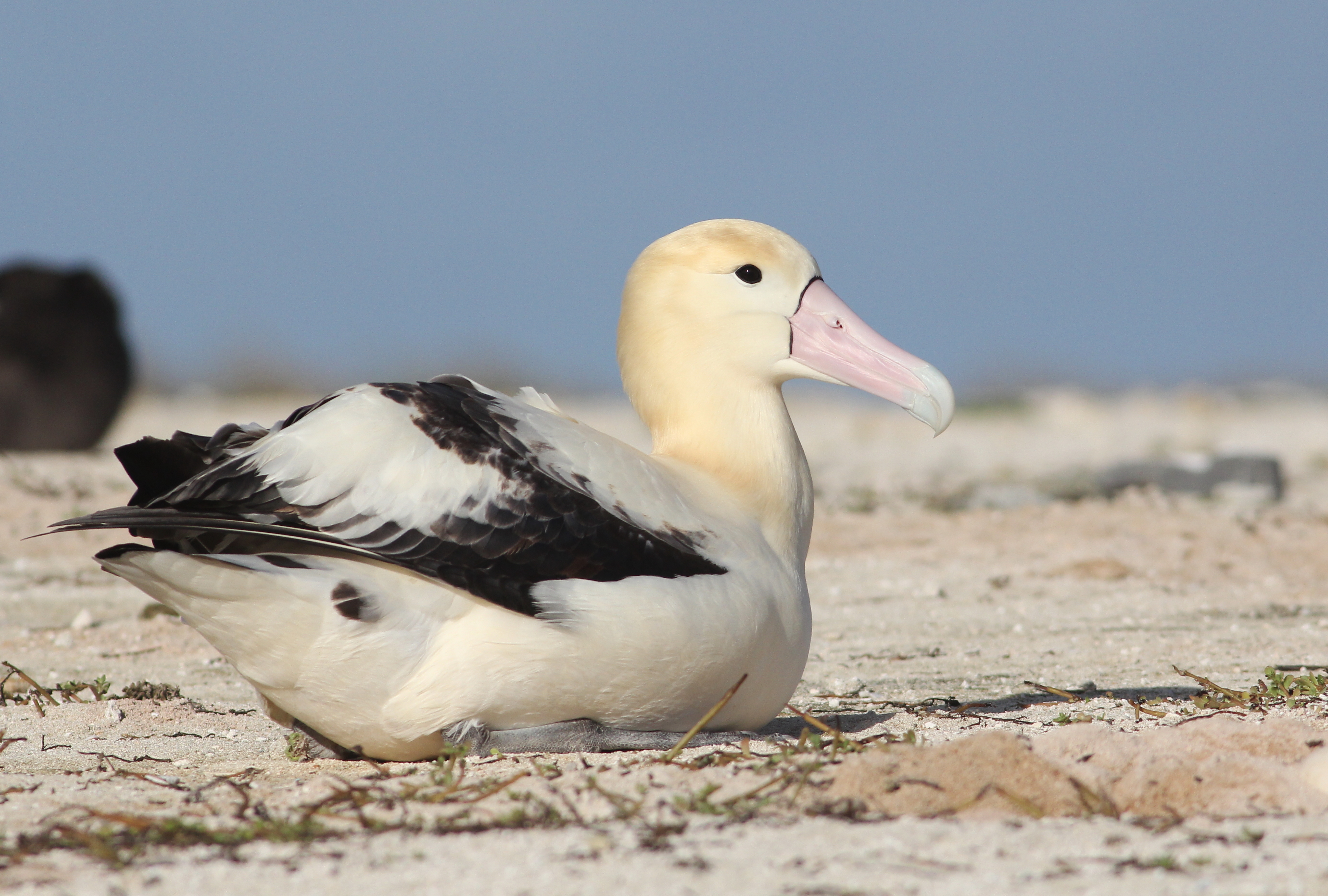 Shorttailed Albatross (Phoebastria albatrus) Hawaii